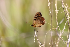 Heteronympha penelope