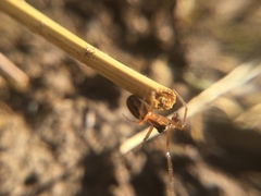 Pachygnatha autumnalis
