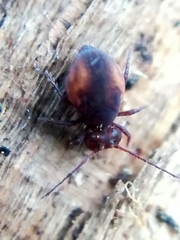 Dicyrtomidae
