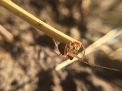 Pachygnatha autumnalis