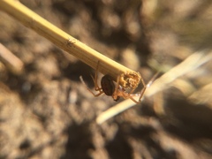 Pachygnatha autumnalis