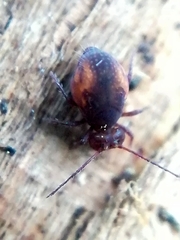 Dicyrtomidae