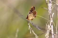 Heteronympha penelope