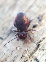 Dicyrtomidae