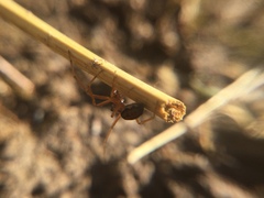 Pachygnatha autumnalis