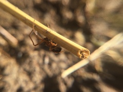 Pachygnatha autumnalis