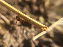 Pachygnatha autumnalis