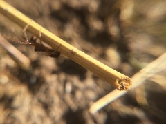 Pachygnatha autumnalis
