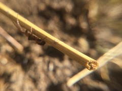 Pachygnatha autumnalis