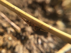 Pachygnatha autumnalis