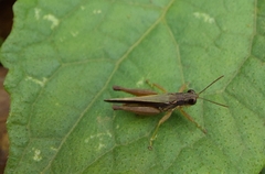 Orphulella