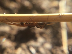 Pachygnatha autumnalis