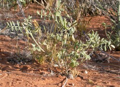 Astragalus geyeri triquetrus