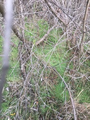Asparagus asparagoides