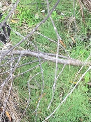 Asparagus asparagoides
