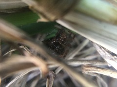 Enoplognatha marmorata