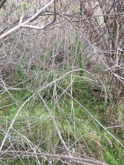 Asparagus asparagoides