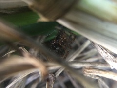 Enoplognatha marmorata