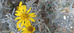 Senecio mairetianus