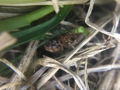 Enoplognatha marmorata