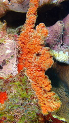 Ptilocaulis walpersii