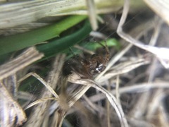 Enoplognatha marmorata