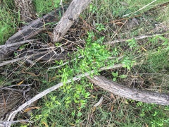 Asparagus asparagoides
