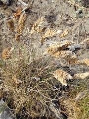 Poa macrantha