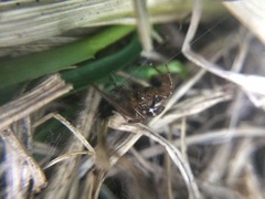 Enoplognatha marmorata