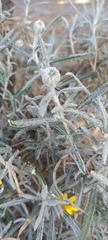 Senecio mairetianus