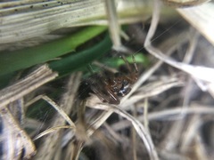 Enoplognatha marmorata