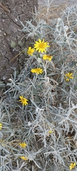 Senecio mairetianus