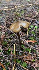 Entolomataceae