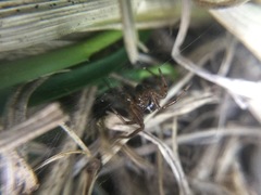 Enoplognatha marmorata