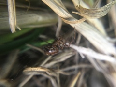 Enoplognatha marmorata