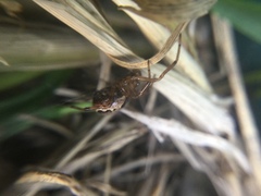 Enoplognatha marmorata