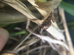 Enoplognatha marmorata