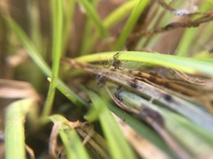 Phrurotimpus borealis