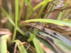 Phrurotimpus borealis