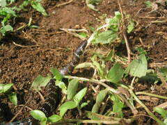 Erythrolamprus breviceps