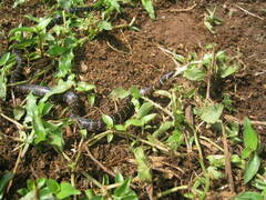 Erythrolamprus breviceps