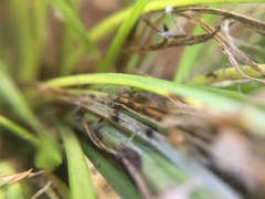 Phrurotimpus borealis