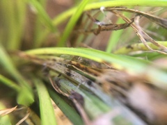 Phrurotimpus borealis