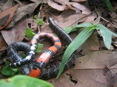 Erythrolamprus breviceps