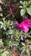 Rhododendron indicum