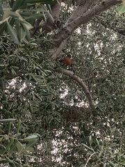 Turdus migratorius