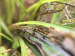 Phrurotimpus borealis