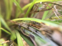 Phrurotimpus borealis