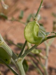 Astragalus geyeri triquetrus