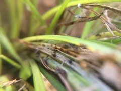 Phrurotimpus borealis